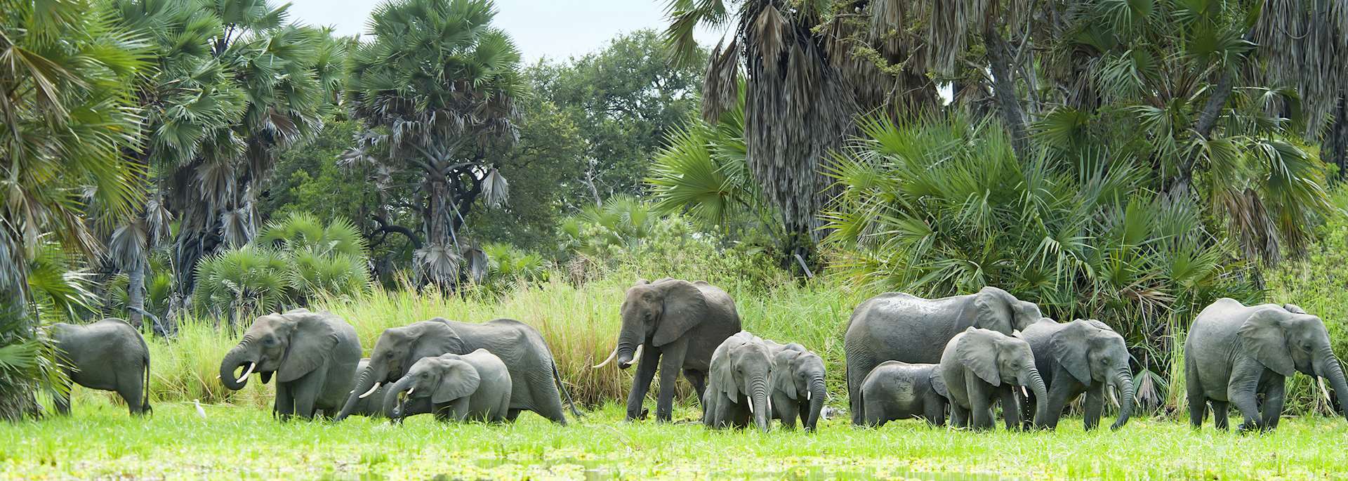 Elephant, Nyerere National Park