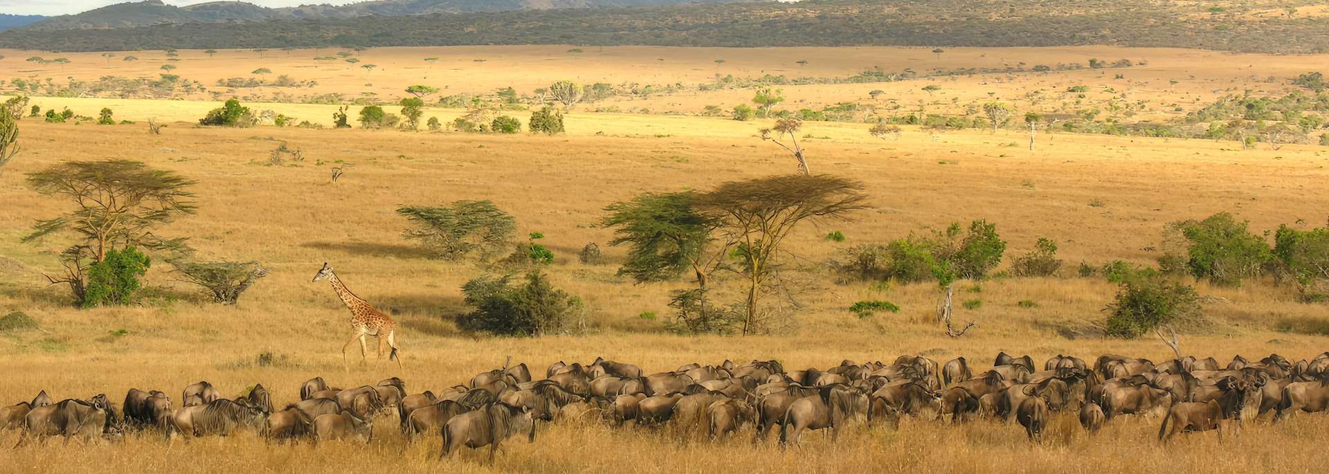 Serengeti National Park, Tanzania