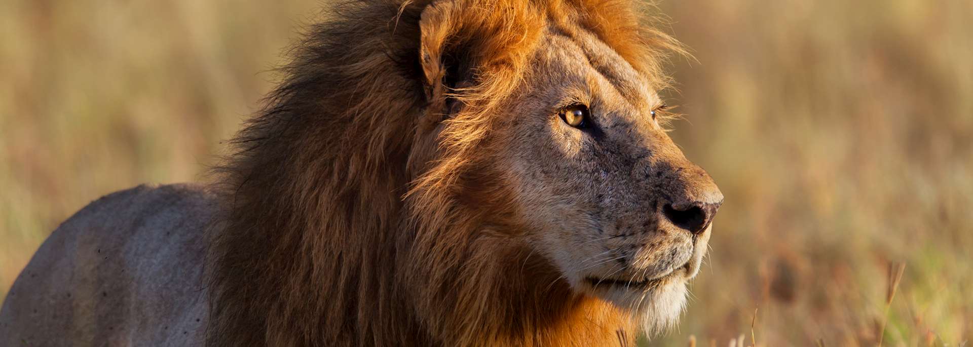 Lion, Serengeti National Park