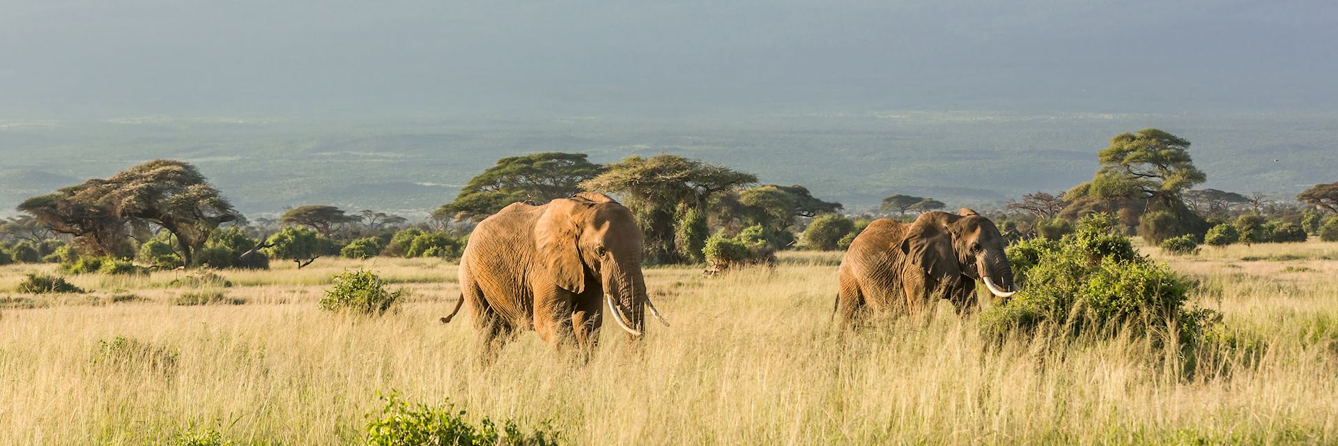 Elephant near Mt Kilimanjaro