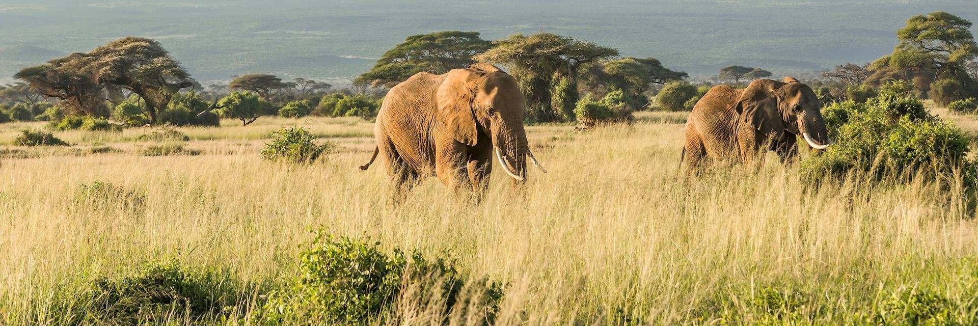 Elephant near Mt Kilimanjaro