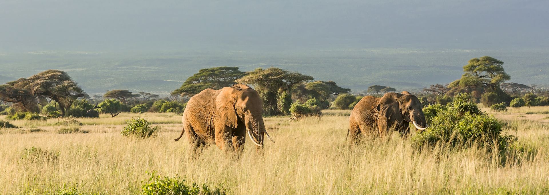 Elephant near Mt Kilimanjaro