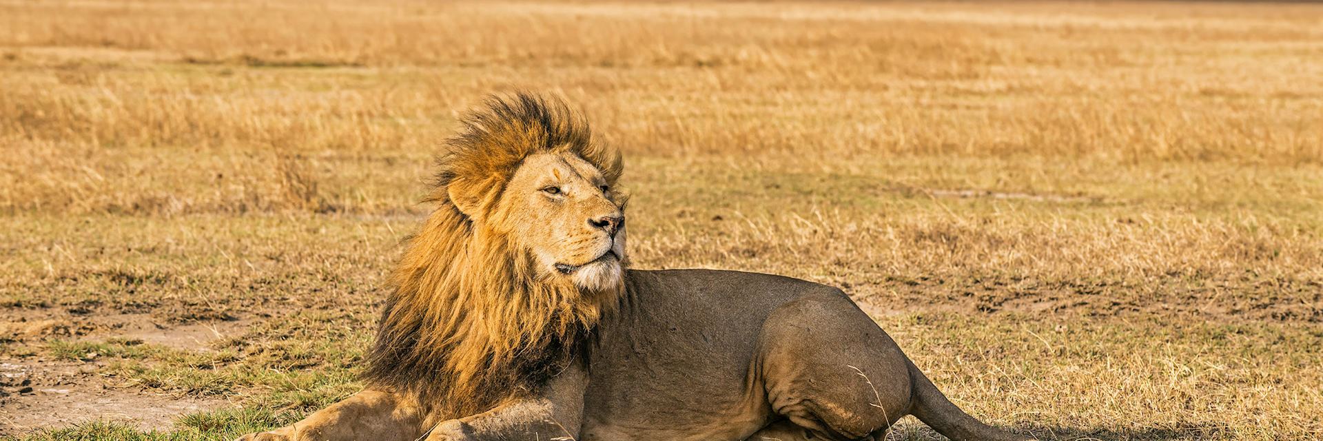 Lion resting in the Ngorongoro Crater