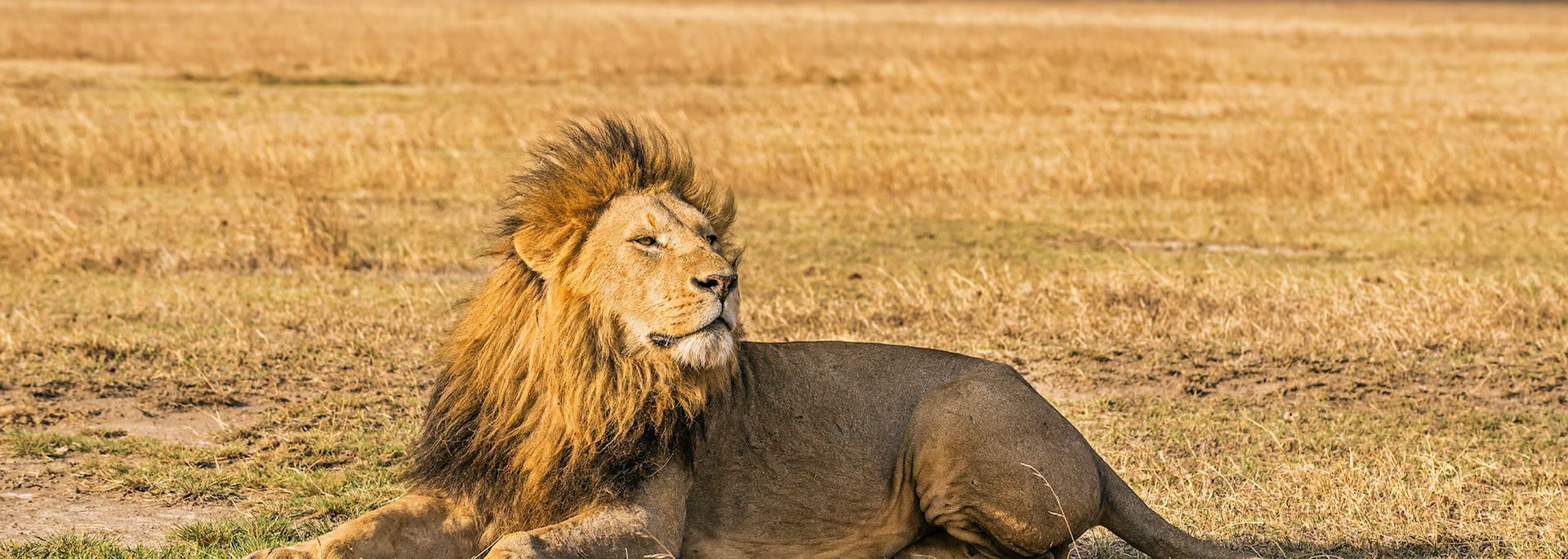 Lion resting in the Ngorongoro Crater