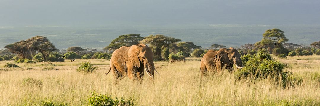 Elephants near Mt Kilimanjaro
