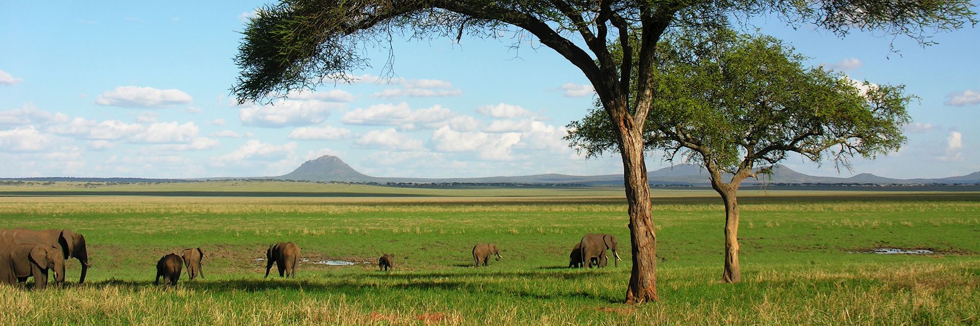 Elephants, Tarangire National Park