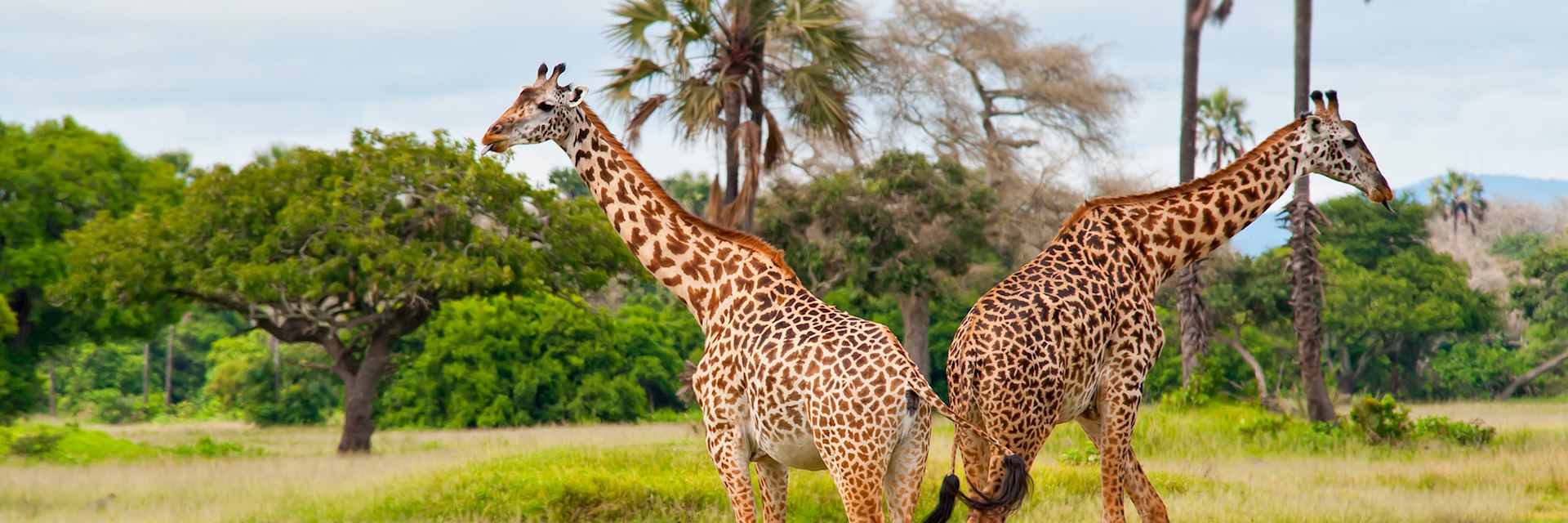 Giraffes in Katavi Naitonal Park