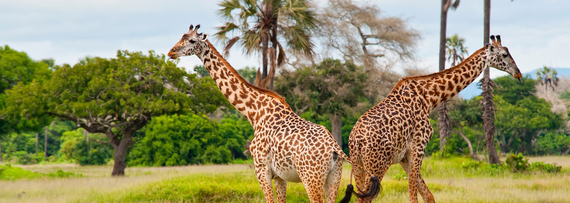 Giraffes in Katavi Naitonal Park