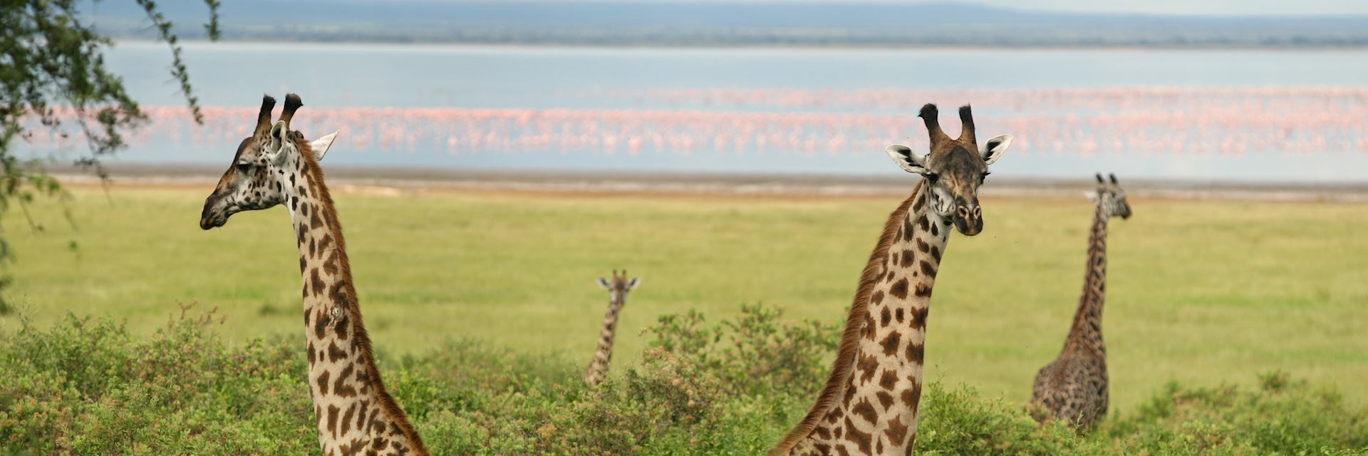 Giraffe in Lake Manyara National Park