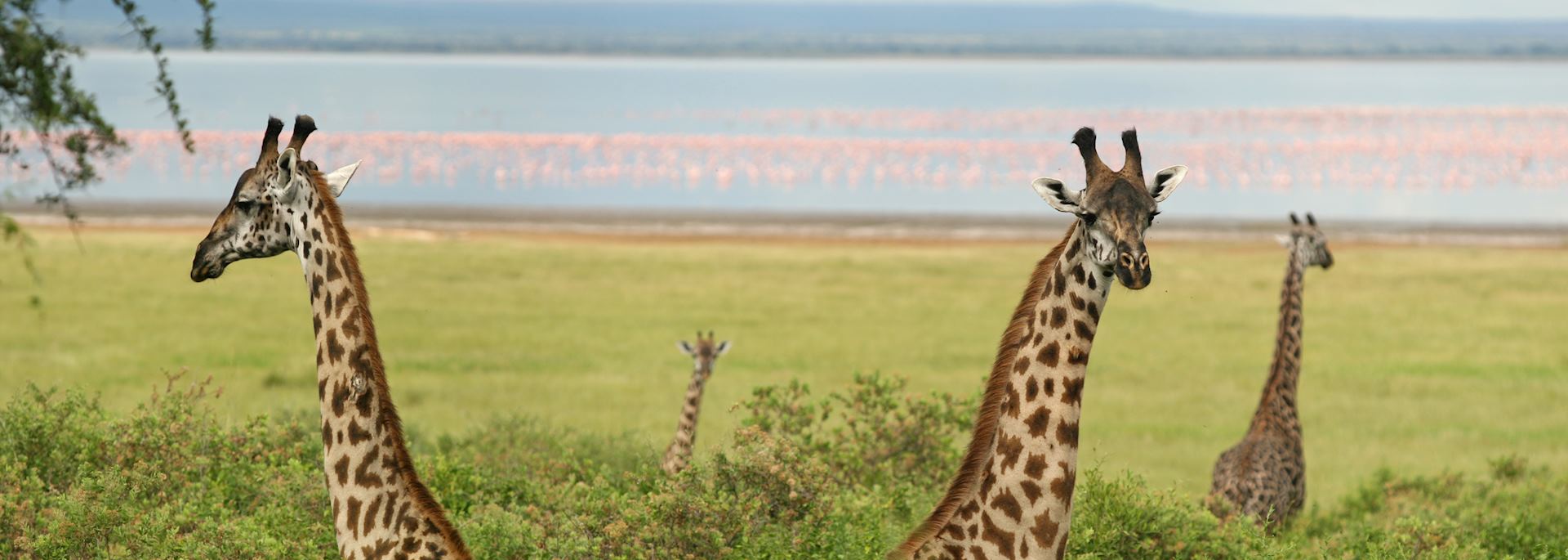 Giraffe in Lake Manyara National Park