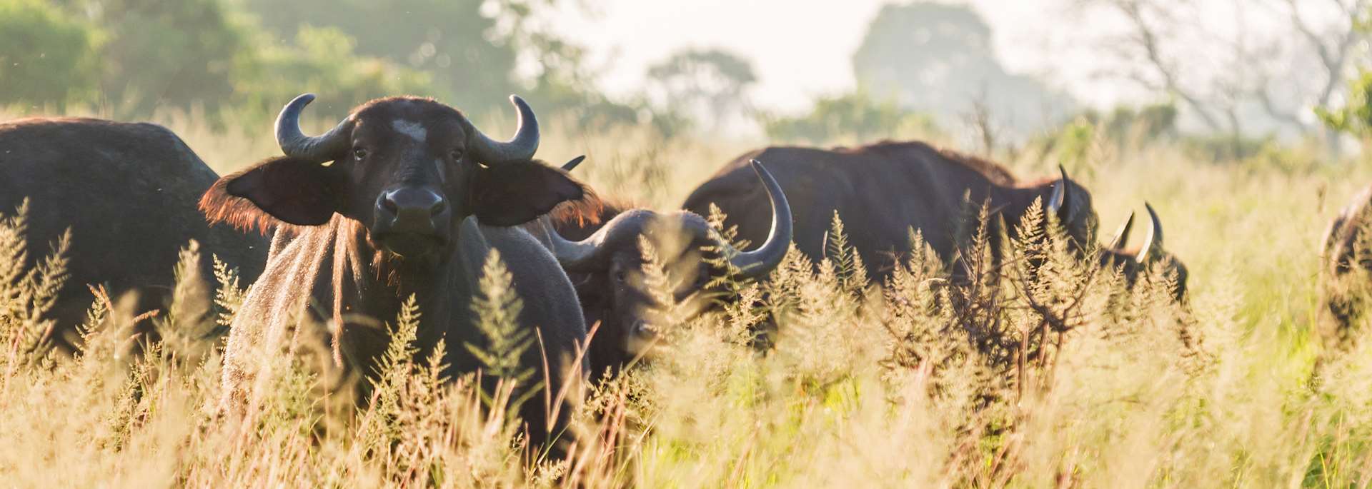 Cape buffalo, Saadani National Park