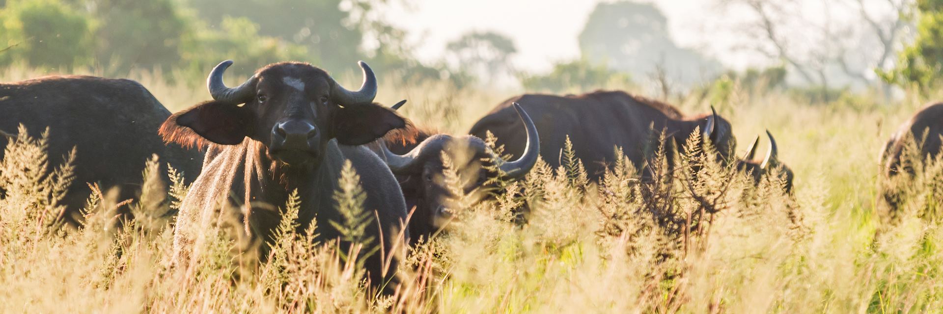 Cape buffalo, Saadani National Park