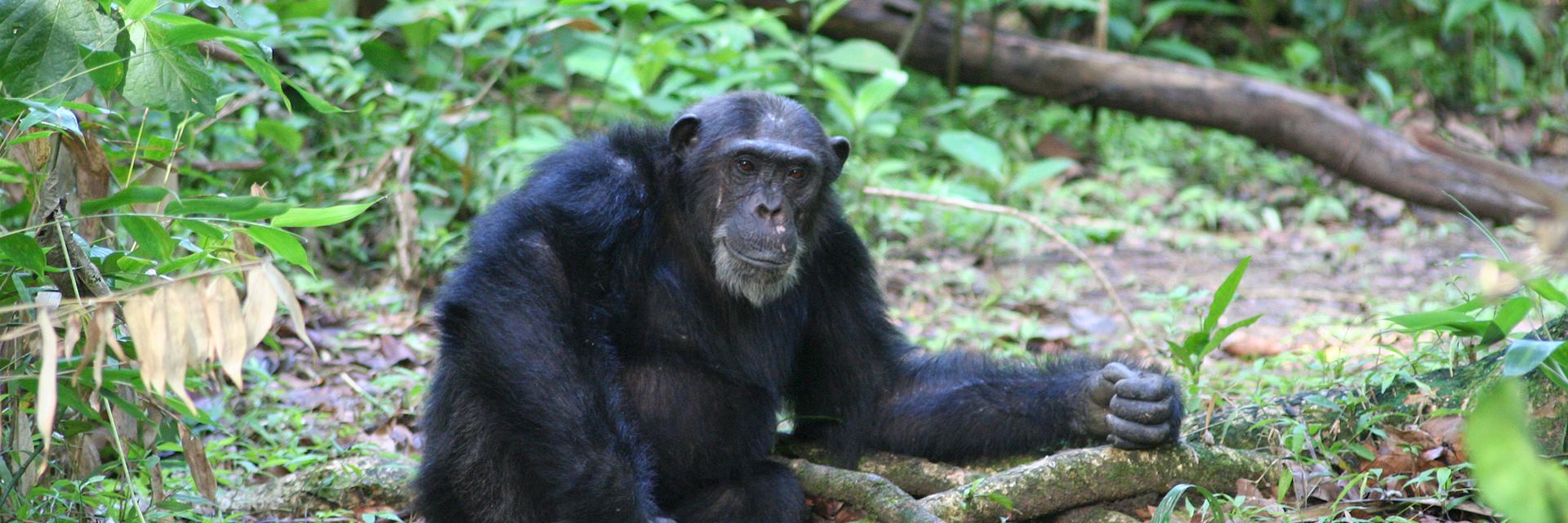 Chimpanzee in the Mahale Mountains National Park, Tanzania