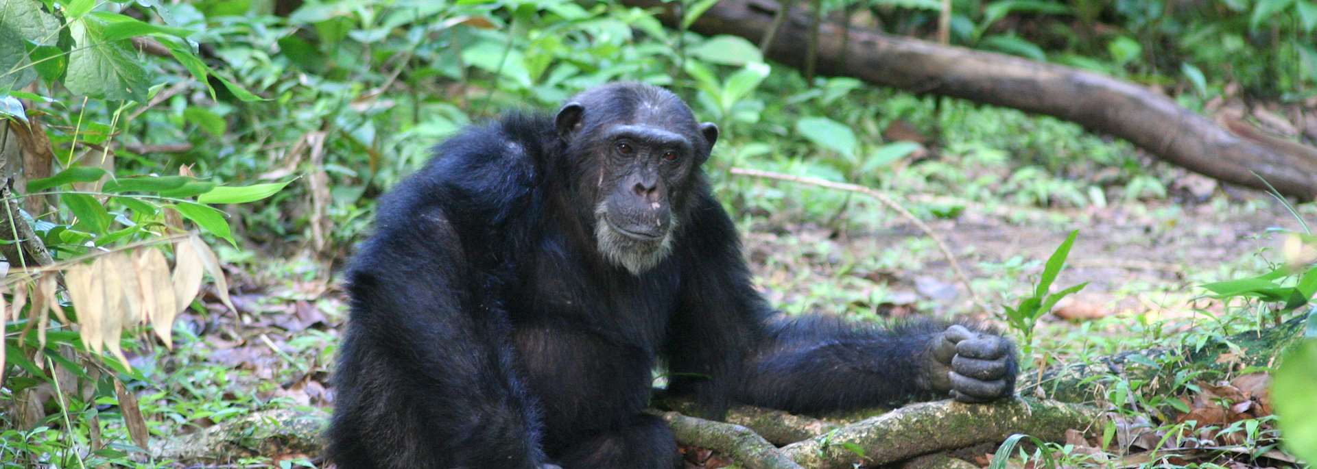 Chimpanzee in the Mahale Mountains National Park, Tanzania