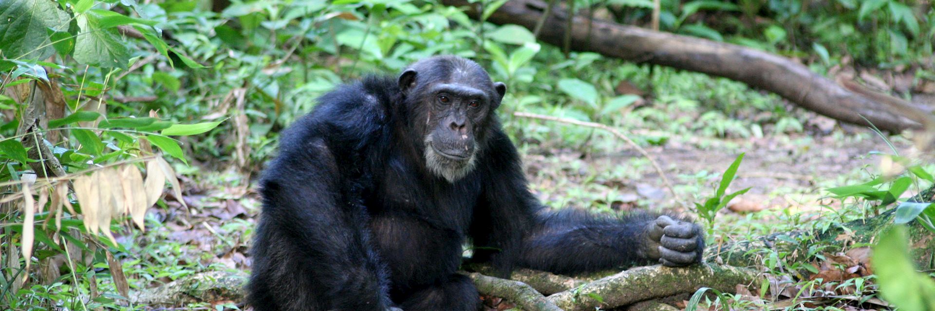 Chimpanzee in the Mahale Mountains National Park, Tanzania