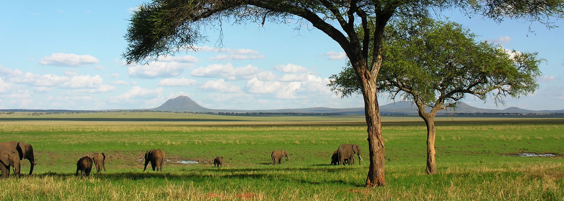 Elephants in Tarangire National Park