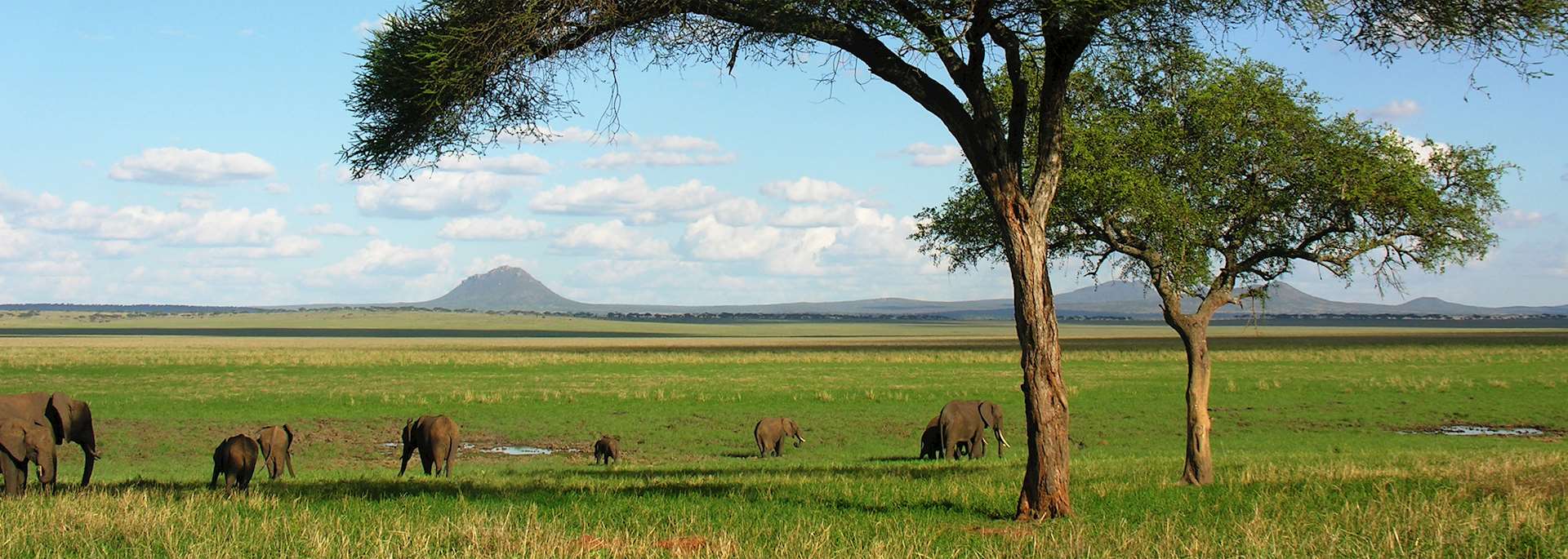 Elephants in Tarangire National Park