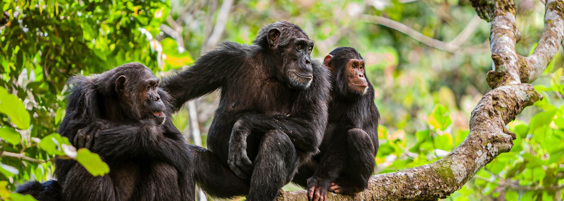 Chimpanzees in the Mahale Mountains National Park