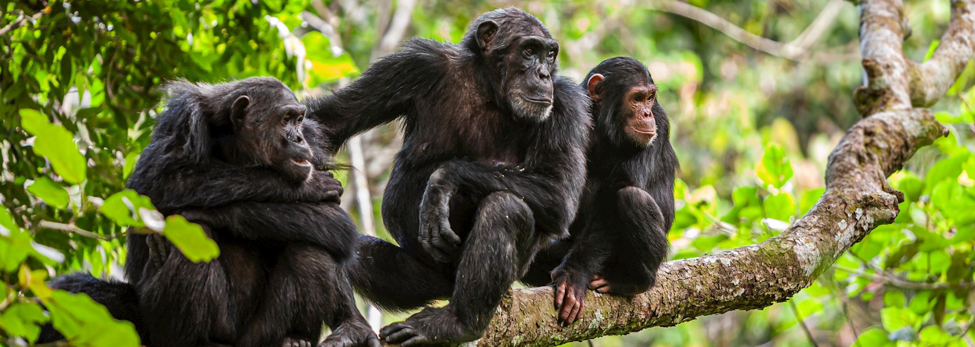 Chimpanzee family, Mahale Mountains National Park