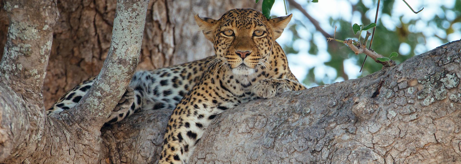 Leopard in a tree, Ruaha National Park