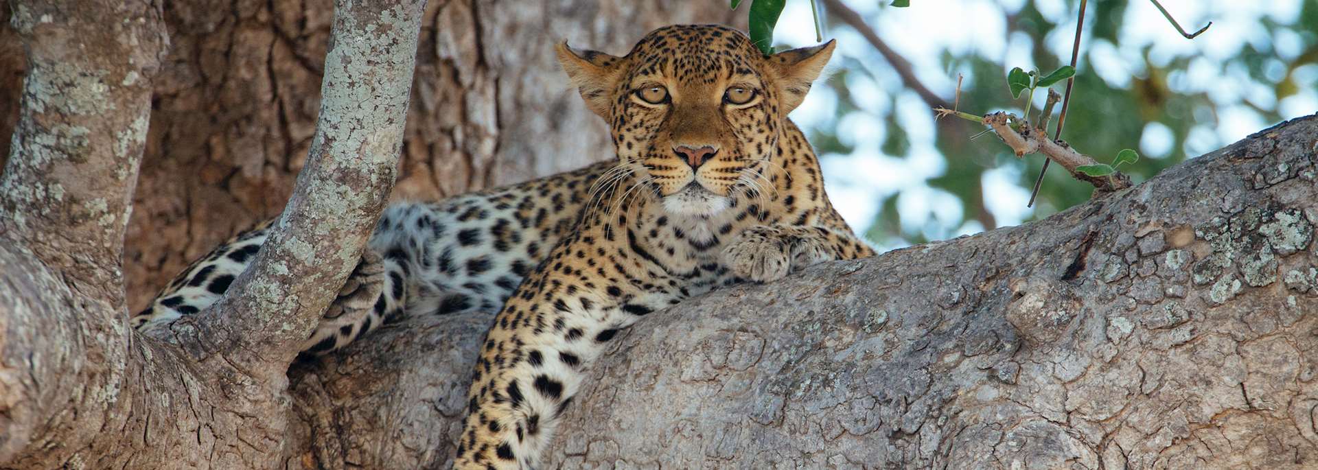 Leopard in a tree, Ruaha National Park