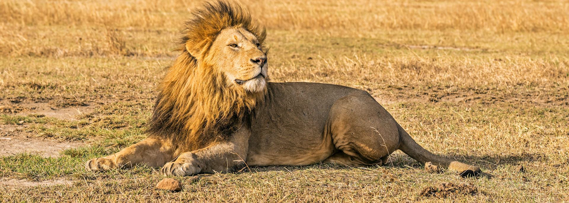 Lion resting in the Ngorongoro Crater