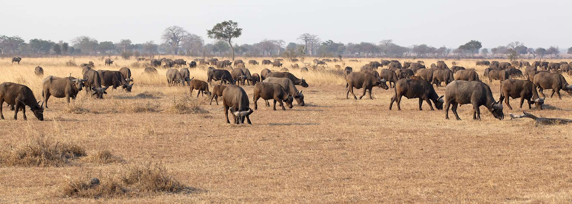 Mikumi National Park