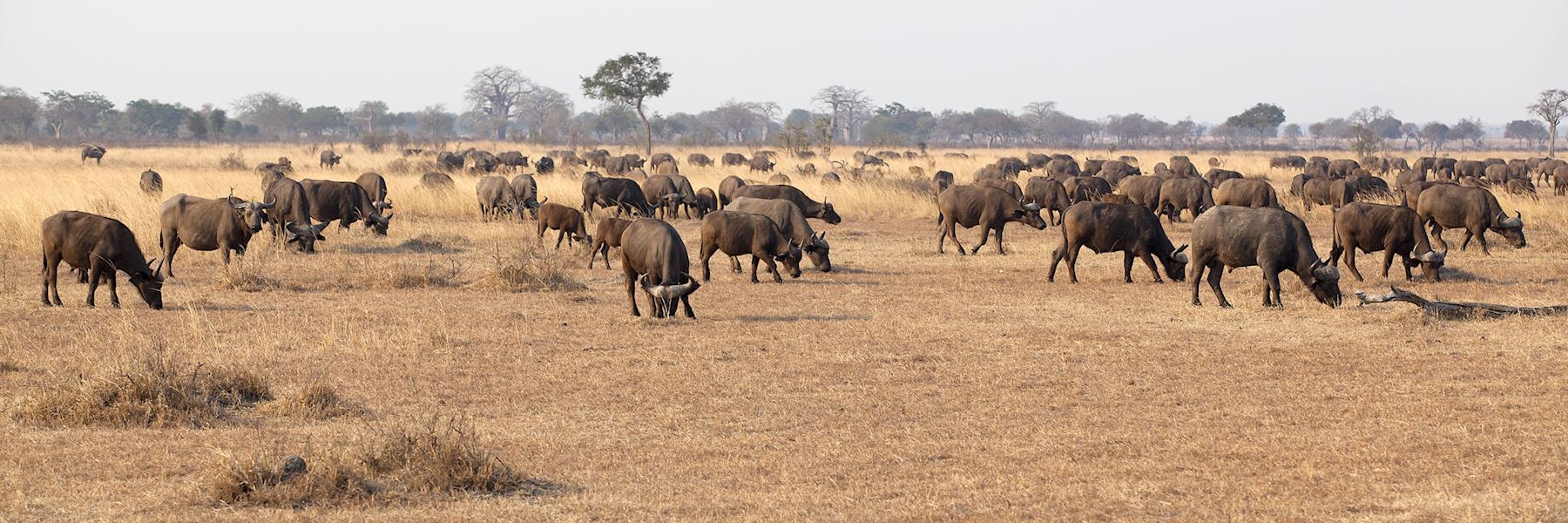 Visit Mikumi National Park in Tanzania Audley Travel