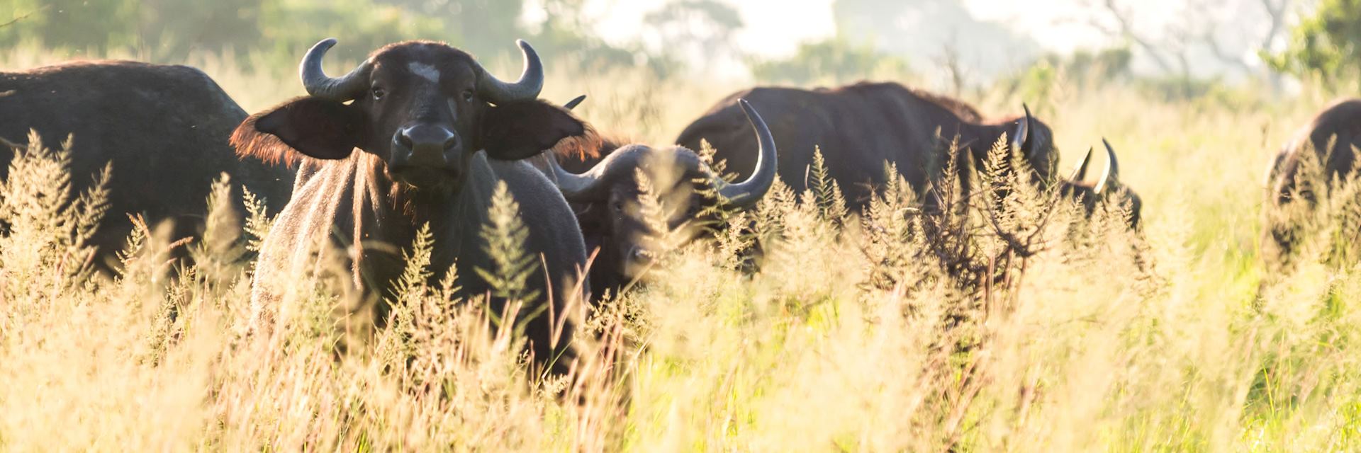 Cape buffalo, Saadani National Park