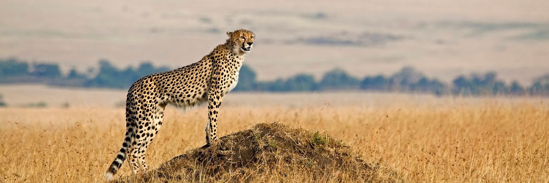 Cheetah in the Serengeti National Park