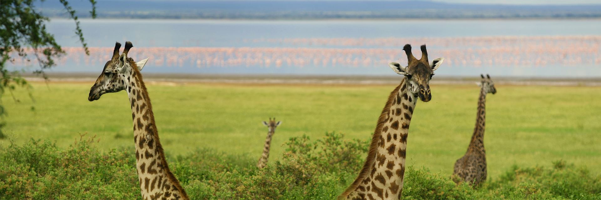 Giraffes in Lake Manyara National Park