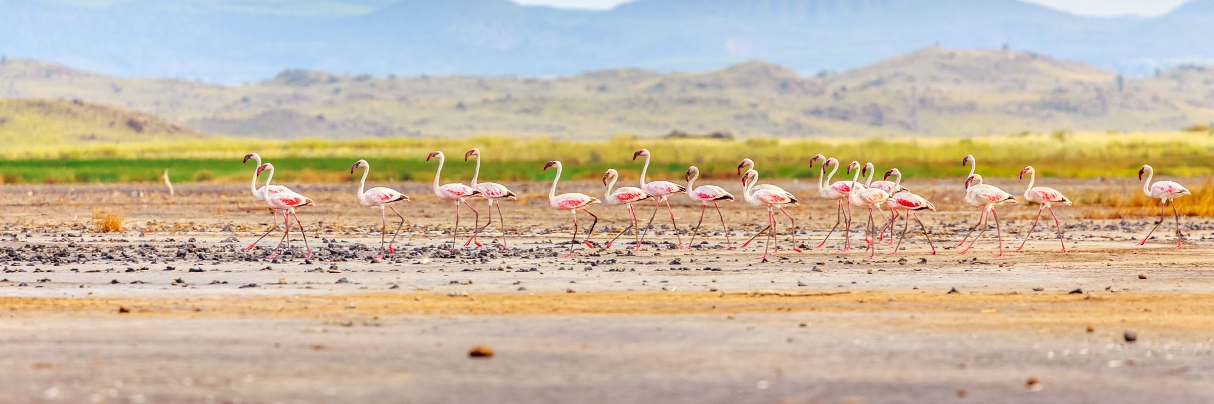 what does lake natron do