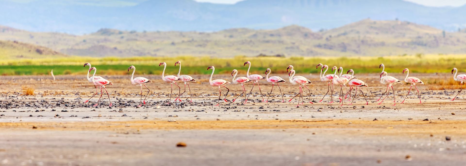 Flamingos at Lake Natron, Tanzania