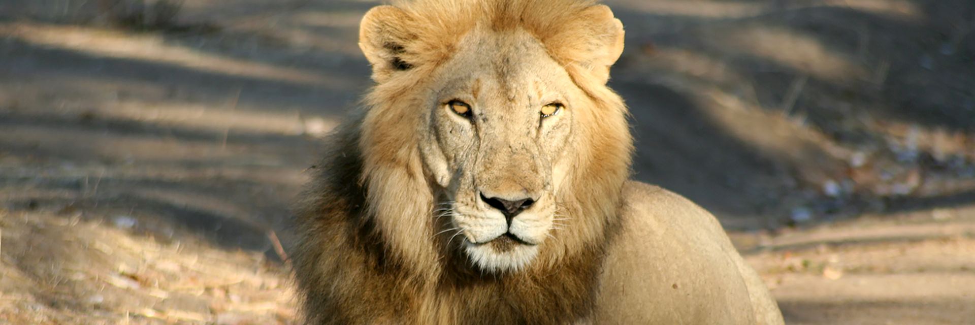 Lion, Ruaha National Park
