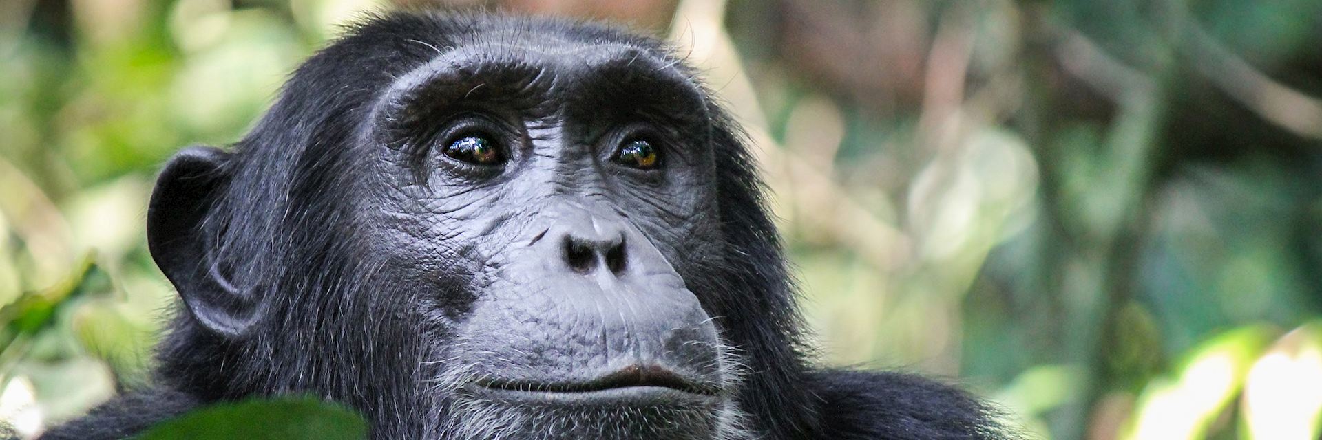 Chimpanzee on Rubondo Island