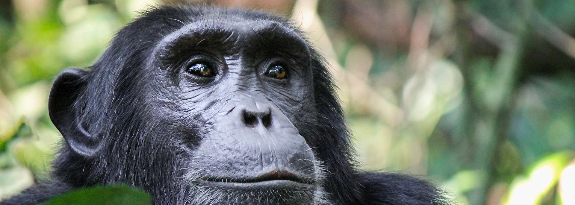 Chimpanzee on Rubondo Island