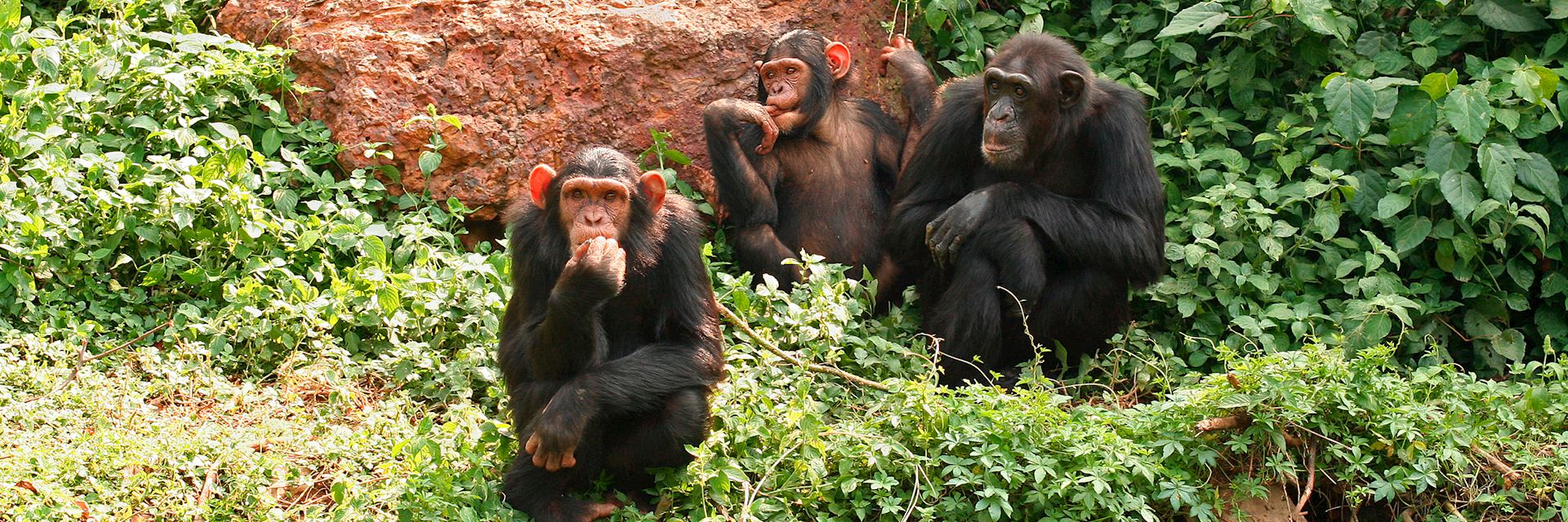 Chimpanzee, Kibale Forest National Park