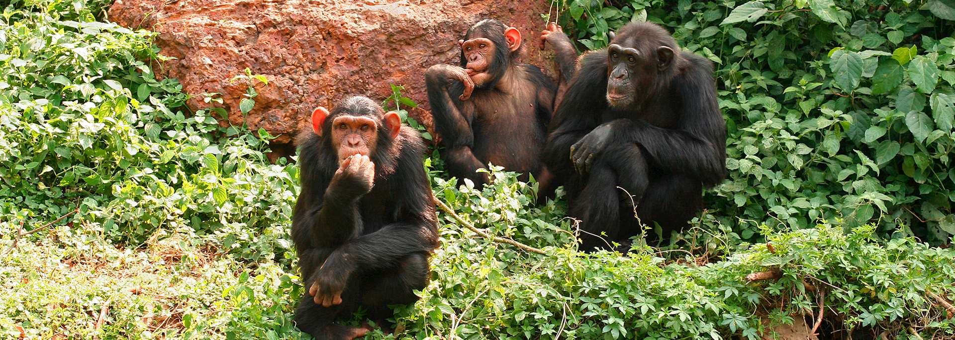 Chimpanzee, Kibale Forest National Park