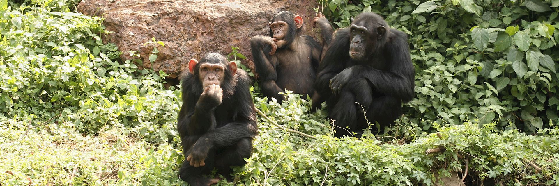 Chimpanzee, Kibale Forest National Park