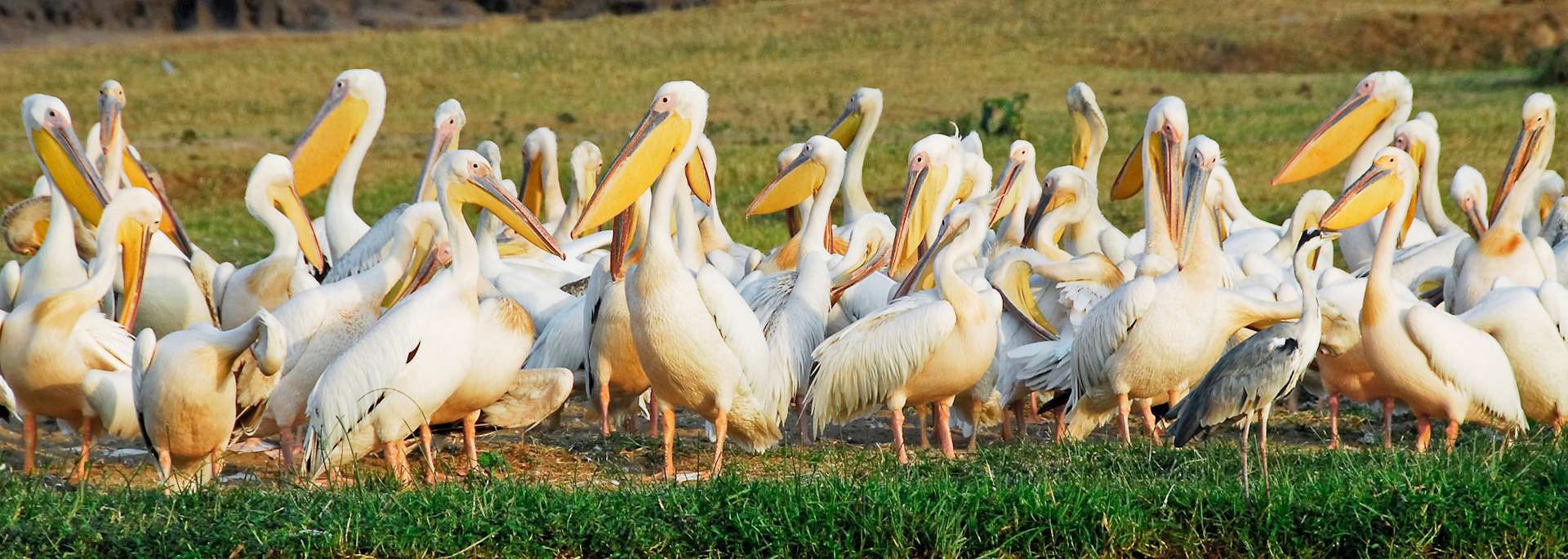 Large Ugandan great white pelicans, Kazinga Channel