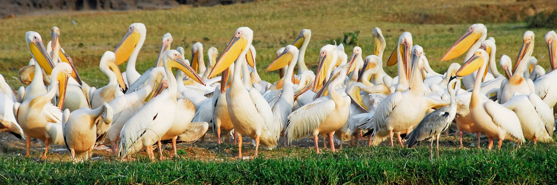Large Ugandan great white pelicans, Kazinga Channel