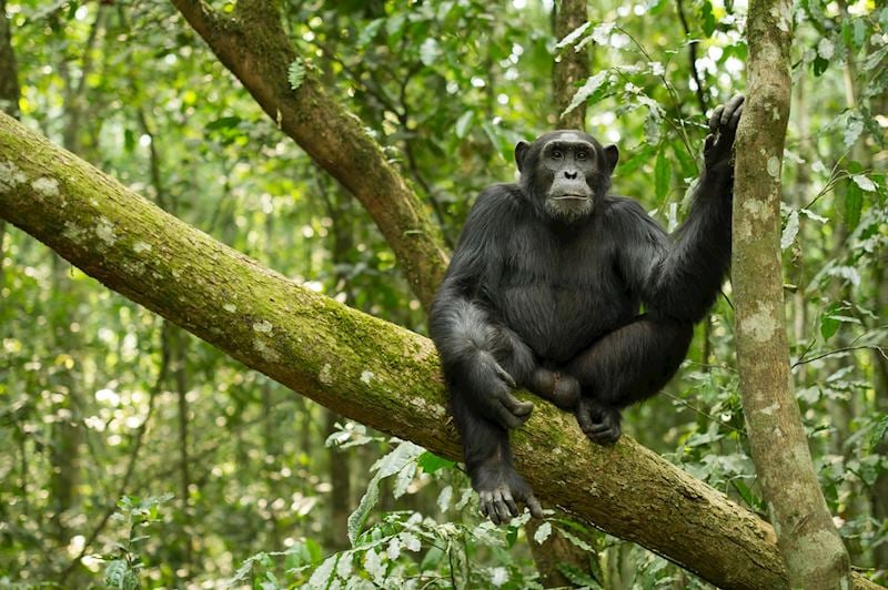 Chimpanzee, Kibale Forest National Park
