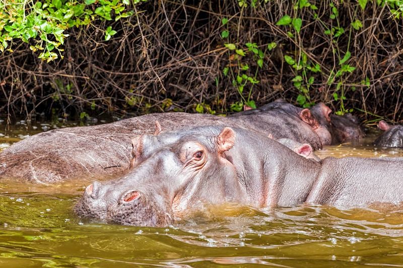 Hippo, Lake Mburo National Park