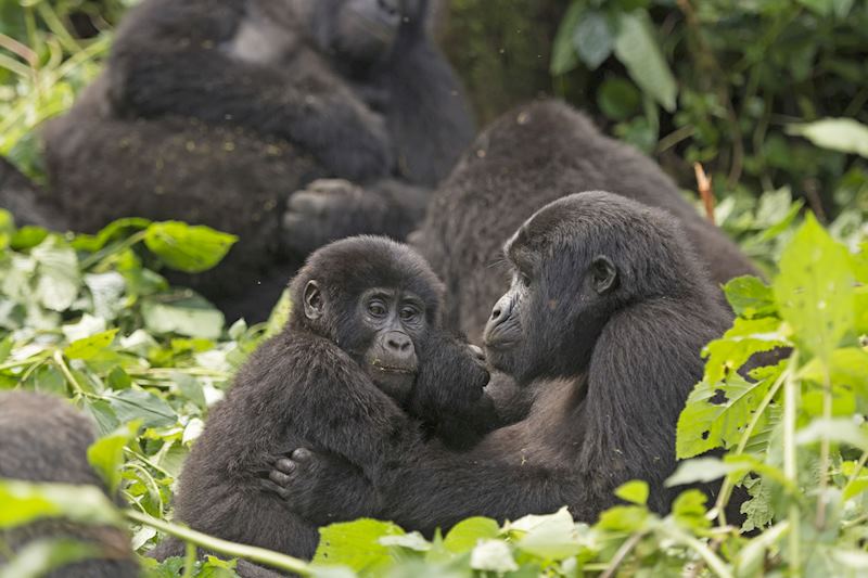 Gorillas, Bwindi Impenetrable Forest