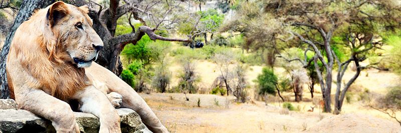 Lion, Queen Elizabeth National Park