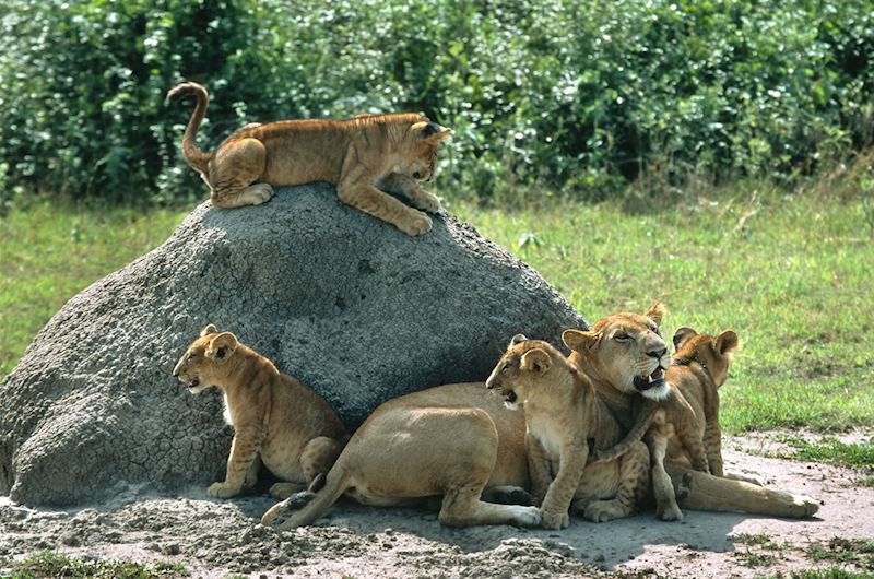 Lion, Queen Elizabeth National Park