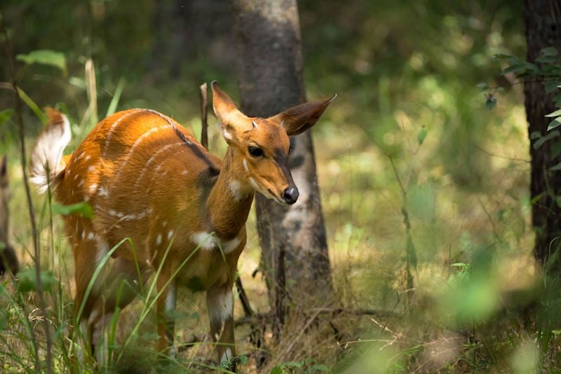 Bushbuck
