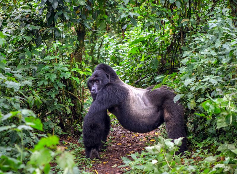 Male silverback, Bwindi Impenetrable Forest