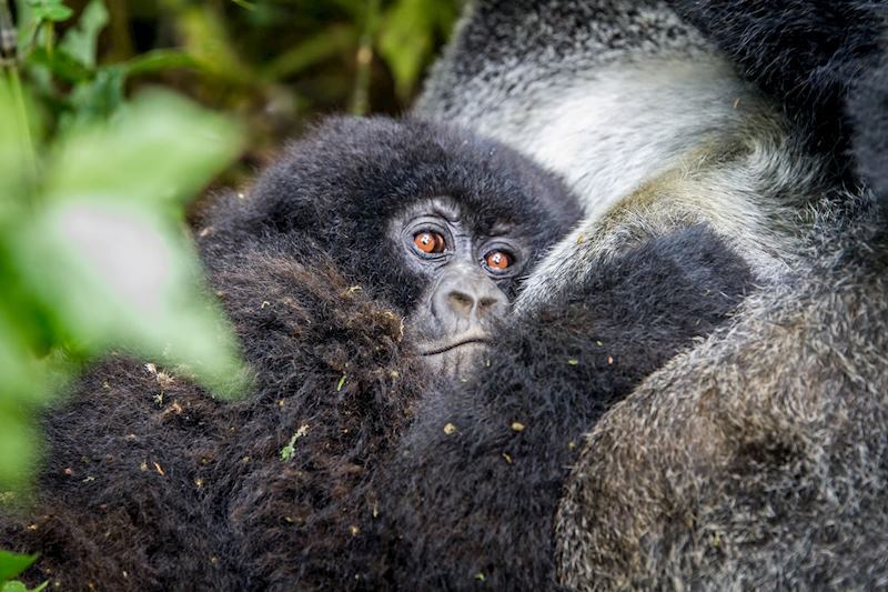 Baby gorilla, Bwindi Impenetrable Forest