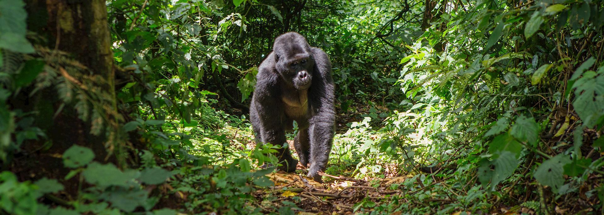 Mountain gorilla, Bwindi Impenetrable Forest
